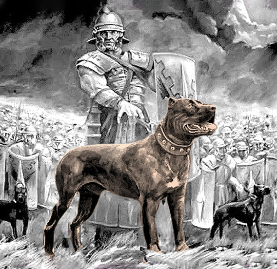 Orígenes e historia del cane corso o mastín italiano